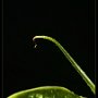 a.banane01