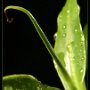 a.banane02