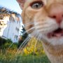 IMG 4890ek