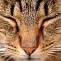 tiere
